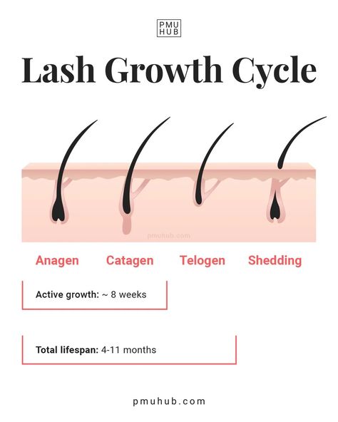 Lash Cycle Hair Growth, Lash Growth Cycle, Eyelash Cycle, Lash Cycle, Eyelash Growth Cycle, Makeup Removal Tips, Waxing Tips, Celebrity Skin Care, Wispy Eyelashes