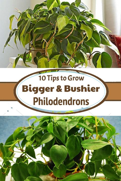 Want to make your Philos bushy? Here are some important tips and tricks on How to Make Philodendron Plants Bigger & Bushier! Bushy House Plants, Philonderon Plants, Philodendrons Plants, Pothos In Water, Indoor Plant Trellis, Philodendron Care, Flowering House Plants, Plant Tips, Plant Style