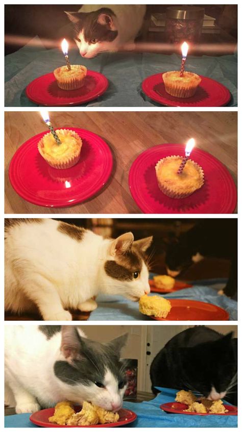 Birthday Cake For Cat, Homemade Cat Food, Pictures Of Cats, Cat Birthday Party, Homemade Cat, Secret Life Of Pets, A Birthday Cake, Cat Cake, Cat Party