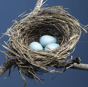 Nest Images, Egg Nest, Organizing Services, Blue Eggs, Bird Eggs, Wildlife Gardening, Games For Toddlers, Baby Bird, Backyard Birds