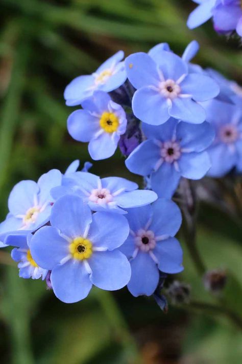 The brilliant sky blue flowers of forget-me-not provide a bright pop of color to your garden or containers on a patio. A garden favorite for centuries, these biennials are easy to grow and will self seed readily, brightening your yard year after year. Learn more now on Gardener's Path. #forgetmenot #gardenerspath Flowers Aesthetic Blue, Blue Flowers Aesthetic, Aesthetic Blue Flowers, 2023 Landscape, Blue Flower Bouquet, Flower Garden Design Ideas, Sympathy Plants, Blue Flowers Bouquet, Flower Girl Dresses Blue