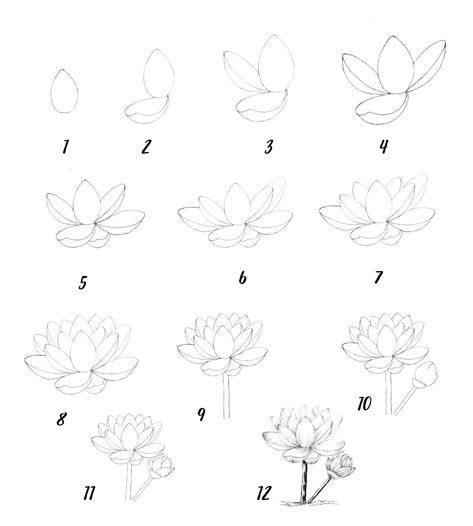 ကြာပန်း Drawing, Lotus Drawing Reference, Small Lotus Drawing, Lotus Drawing Tutorial, Lotus Flower Sketch Simple, Simple Lotus Flower Drawing, Lotus Flower Drawing Step By Step, Lotus Simple Drawing, Waterlily Drawing Simple