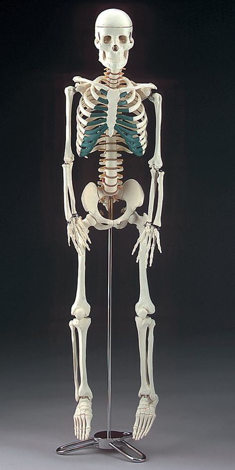 anatomically correct skeleton model ~ $60 Anatomically Correct Skeleton, Anatomy Toys, Bp House, Skeleton Sculpture, The Human Skeleton, Skeleton Model, Skull Art Drawing, Nurse Halloween, Pinterest Contest