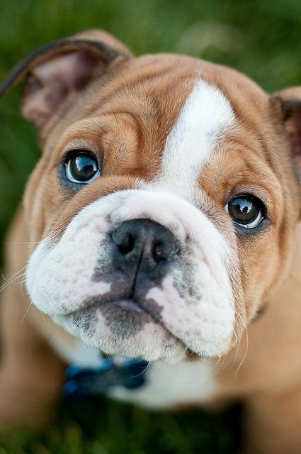 Such soulful eyes and endlessly cute bullie wrinkles. #eyes #cute #dogs #puppies #bulldog #English #pets #animals Mini Bulldog, Puppies Bulldog, Psy I Szczenięta, Dog Diapers, Adidas Zx, Georgia Bulldogs, Bulldog Puppies, Dogs Puppies, Baby Dogs