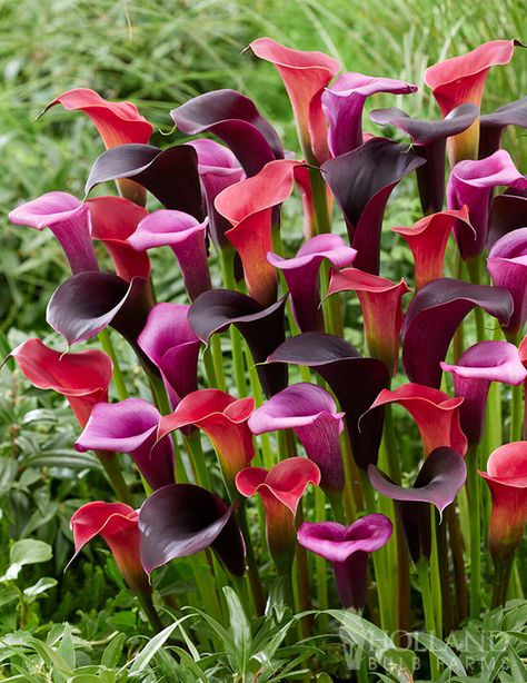 Bring the festivities to your garden with our Midnight Jubilee Calla Lily Mix.  This mix includes a deep purple to black Captain Carrera Calla Lily along with a Red Charm and Lipstick variety.  The deep, saturated colors in this mix is sure to bring a glamorous look to any sun filled garden.  Calla lilies have long lasting blooms commonly used in cut flower arrangements and bouquets.  Not only can these elegant Callas be grown right in your garden bed, but they are perfect in containers as well!  They attract pollinators to your landscape but are not sought after by deer and rabbits.  New to planting Callas? Click here for a complete guide on our blog! Calla Lily Black, Heirloom Gardening, Deep Purple Flowers, Bulb Planting, Cranesbill Geranium, Partial Shade Plants, Crocus Bulbs, Herb Garden Kit, Spring Garden Flowers