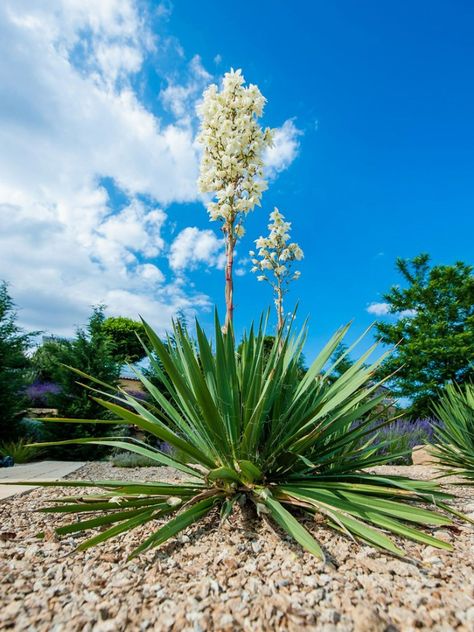 Yucca Plant Blooms: How To Care For Yucca After Blooming Yucca Plant Care, Yucca Gloriosa, Yucca Filamentosa, Yucca Tree, Yucca Plant, Garden Types, Tree Seeds, Plant Cuttings, Room With Plants