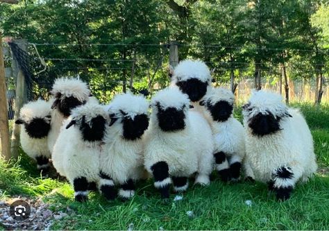 Blacknose Sheep, Valais Blacknose, Valais Blacknose Sheep, Yorkshire, Sheep, For Sale, White, Black