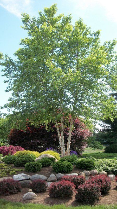 River Birch Trees, Evergreen Landscape, River Birch, Low Maintenance Landscaping, Landscape Plans, Shade Trees, Home Landscaping, Landscaping Tips, Garden Landscape Design