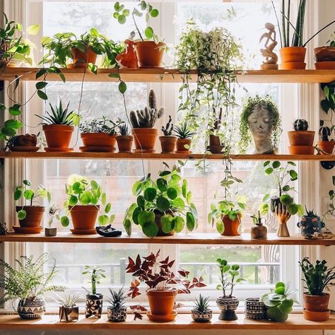 30 original Indoor Plant Decor Ideas. Find unique and fun ways to display your houseplant collection in your home... just like interior designers do! Fuchsia Aesthetic, Wednesday House, Window Plant Shelf, Plant Diary, Tanaman Indoor, Plant Window, Plant Goals, Window Plants, Window Shelves