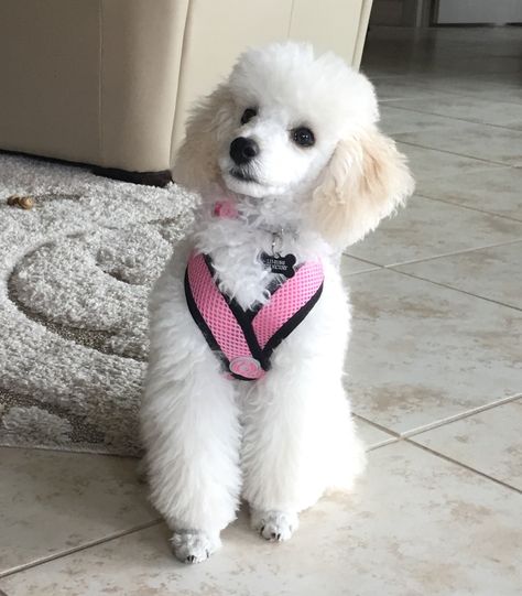 Toy Poodle Shaved Face, Toy Poodle Shaved, Toy Poodle Puppies White, Poodle Shaved Face, Toy Poodle White, Toy Poodle Puppy Cut, White Poodle Puppy, Poodle Puppy Cut, Toy Poodle Haircut