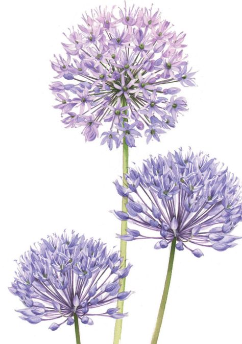 Alium Flower Drawing, Alium Flower Painting, Allium Flowers Painting, Allium Flowers Drawing, Allium Drawing, Allium Watercolor, Allium Tattoo, Allium Flower, Allium Flowers