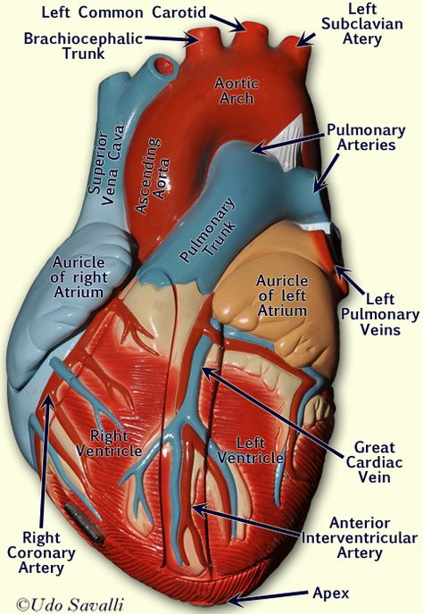 BIO202-Heart Model Human Heart Anatomy, Human Body Facts, Heart Model, Basic Anatomy And Physiology, Nurse Study Notes, Ob Nursing, The Human Heart, Heart Anatomy, Pharmacology Nursing