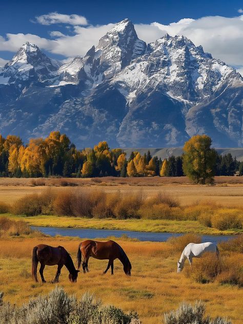 Horse Grazing, Plains Landscape, Horses Grazing, Wyoming Mountains, Outdoor Pictures, Beautiful Sights, Nature Aesthetic, Pretty Places, Belleza Natural