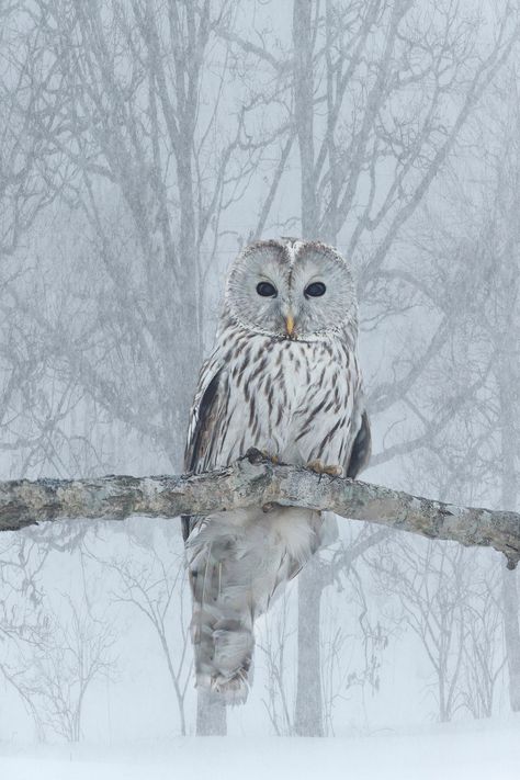 I spotted this Ural owl in a forest on Hokkaido, Japan during my last photo tour there. I had never seen one before. The original background was very busy and distracting with multiple branches, so I ... Winter Birds Photography, Snowy Owl Photography, Snow Owl Aesthetic, Snowy Owl Aesthetic, Owl In Snow, Ural Owl, Snow Owls, Original Background, Owl Photography