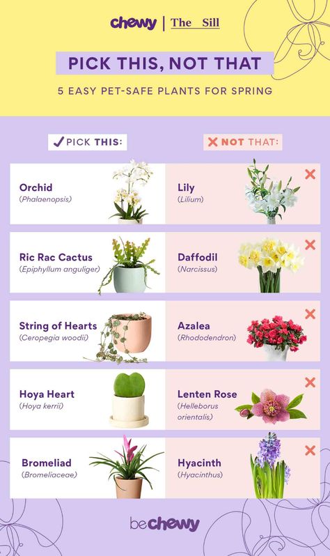 Bring Home These 5 Pet-Safe Plants for Spring | BeChewy Plants Not Safe For Cats, Plants That Are Safe For Dogs, Safe Plants For Dogs, Bird Safe Plants, Pet Safe Outdoor Plants, Dog Safe Flowers, Plants That Are Safe For Cats, Pet Safe Flowers, Cat Safe Flowers