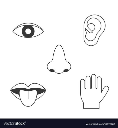 Senses Illustration, Body Preschool, Group Art Projects, Body Part Drawing, Outline Design, 5 Senses, Five Senses, Outline Designs, Floral Wallpaper Phone