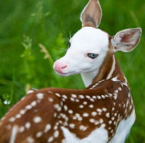 17 Rare-Colored Animals That Are Simply Gorgeous - I Can Has Cheezburger? Hirsch Silhouette, Albino Animals, Animale Rare, Unusual Animals, Rare Animals, Airbrush Art, Baby Deer, Amazing Animals, Unique Animals