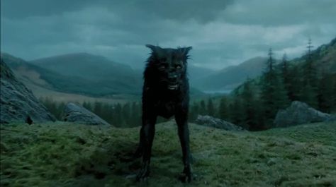 The Grim #FolkloreThursday | Ronel the Mythmaker Sirius Black Dog, Quiz Harry Potter, Harry Potter Dog, Harry Potter Sirius, Harry Potter Quiz, Gellert Grindelwald, Harry Potter Puns, The Ancient Magus Bride, The Prisoner Of Azkaban