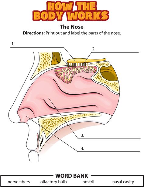 Nose Diagram, Human Body Lesson, Parts Of The Nose, Human Body Unit, Nasal Cavity, Health Class, Biology Lessons, Human Body Systems, 5 Senses