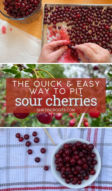 The Best Ways to Pit Sour Cherries (Even Without a Cherry Pitter) | Shifting Roots Sour Cherry Pie, Cold Climate Gardening, Saskatoon Berry, Cherry Pitter, Sour Cherries, Cherry Season, Fruit Preserves, Sour Taste, Sour Cherry