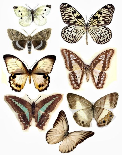 Aesthetic Sharer ZHR on Twitter: "butterfly… " Types Of Butterflies, Art Papillon, Butterfly Printable, Vintage Butterfly, Printable Image, Vintage Printables, Butterfly Art, Art Journals, Beautiful Butterflies