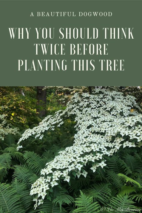 White Kousa Dogwood Tree, White Dogwood Tree Landscapes, Chinese Dogwood Tree, Pagoda Dogwood Tree, Kousa Dogwood Tree Landscaping, Landscaping With Dogwood Trees, Dogwood Landscape Ideas, Dogwood Bush Shrubs, Venus Dogwood Tree