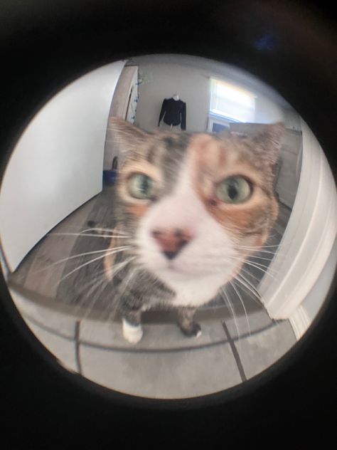 #1 #cat #pfp #fisheye #fyp Cat Fisheye, Pfp Fisheye, Fisheye Pfp, Fish Eye Pfp, Eye Pfp, Cat Pfp, Fish Eye, Fish