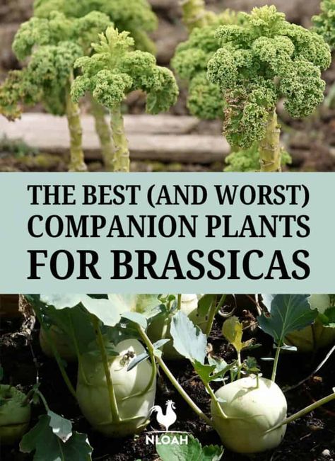 Here's what you can and cannot grow along brassicas (cabbage, broccoli, kale etc.) to save space and prevent pests and disease. #nloah #gardening #permaculture Cabbage Companion Planting, Kale Companion Plants, Planting Broccoli, Companion Planting Layout, Cold Weather Plants, Planting Layout, Cabbage Broccoli, High Tunnel, Companion Planting Chart