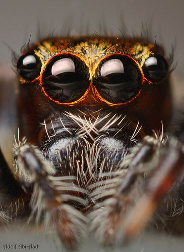 Macro Photography by Adolf Abi-Aad, via Flickr Macro Fotografia, Macro Photography Insects, Foto Macro, Photo Macro, Photography Macro, Insect Photography, Jumping Spider, A Bug's Life, Beautiful Bugs