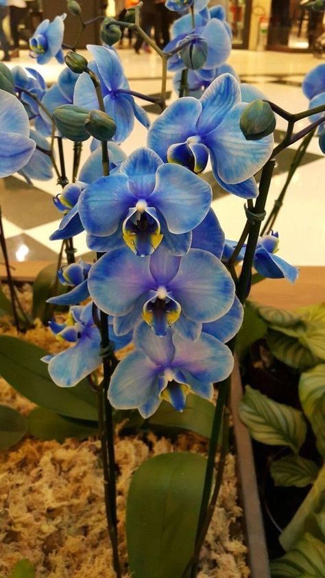 Blue Orchids Aesthetic, Lilly Garden, Flower Gardening Ideas, Blue Orchid Flower, Orchid Photography, Orchid Flower Arrangements, Lilly Flower, Orchids Garden, Flower Gardening