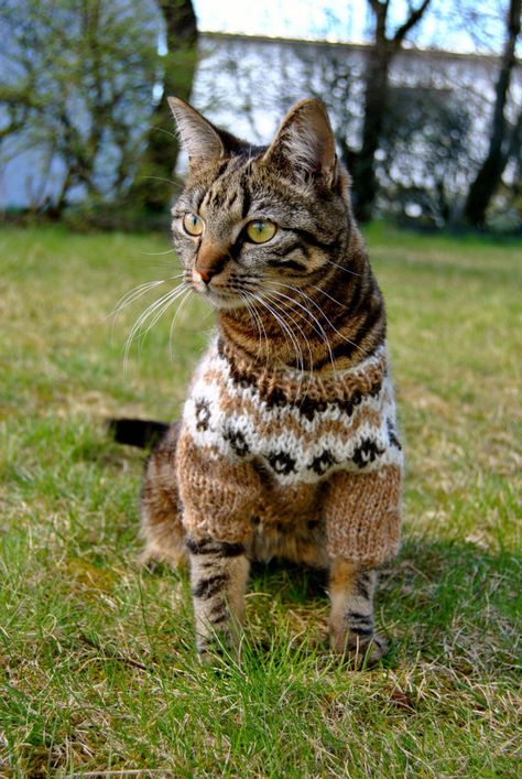 Pet Sweater, Cat Fashion, Pet Fashion, Little Kittens, Cat Clothes, An Animal, Beautiful Cats, Cat Photo, Crazy Cats