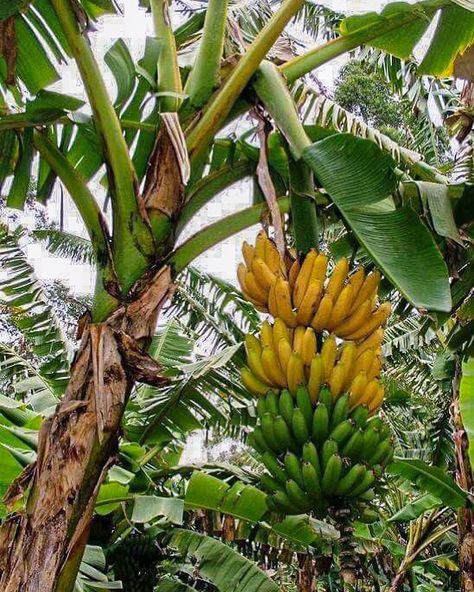 @phoodecreatives shared a photo on Instagram: “Food Subject BANANA . Bananas in their natural habitat . Author unknown” • Jan 8, 2020 at 11:24pm UTC Garden Party Wedding Dress, Growing Bananas, Wedding Dress Garden, Como Plantar Pitaya, Fruit Tree Garden, Banana Plant, Dress Garden, Banana Flower, Party Wedding Dress