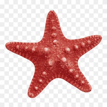 Starfish Reference Photo, Star Fish Illustration, Starfish Reference, Star Fish Aesthetic, Fish Icon Png, Sea Star Illustration, Star Fish Painting, Starfish Images, Starfish Cutout