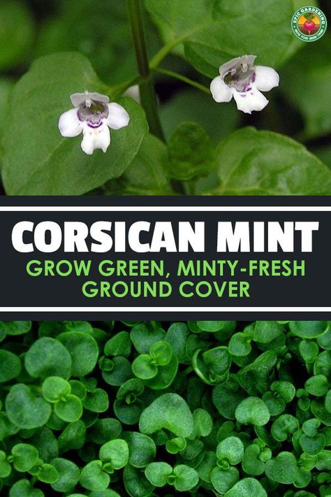 Corsican mint, or Mentha requienii, is an incredibly green and fragrant ground cover plant, perfect for garden paths and walkways. #epicgardening #mint #groundcover Pavers And Ground Cover, Corsican Mint Ground Cover, Clover Ground Cover, Garden Paths And Walkways, Corsican Mint, Epic Gardening, Texas Plants, Growing Mint, Tea Remedies