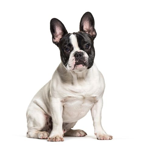 Photo black and white sitting french bul... | Premium Photo #Freepik #photo #french-bulldog #pet-dog #dog-sitting #dog-isolated French Bulldog Sitting, Photo Black And White, Sitting Dog, French Bulldogs, Dog Dog, Dog Sitting, Pet Dog, Premium Photo, 1 Million