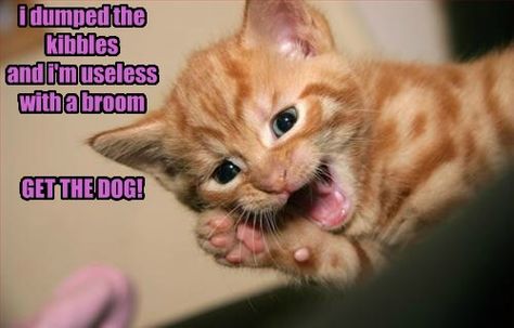 Fido Will Eat Anything And Lots Of It. LOL. This has happened numerous times at my house. Cat Captions, Smiling Animals, Cute Animal Memes, Mama Cat, Orange Tabby, Kittens Funny, Funny Cat Memes, Funny Cat Pictures, Funny Animal Memes