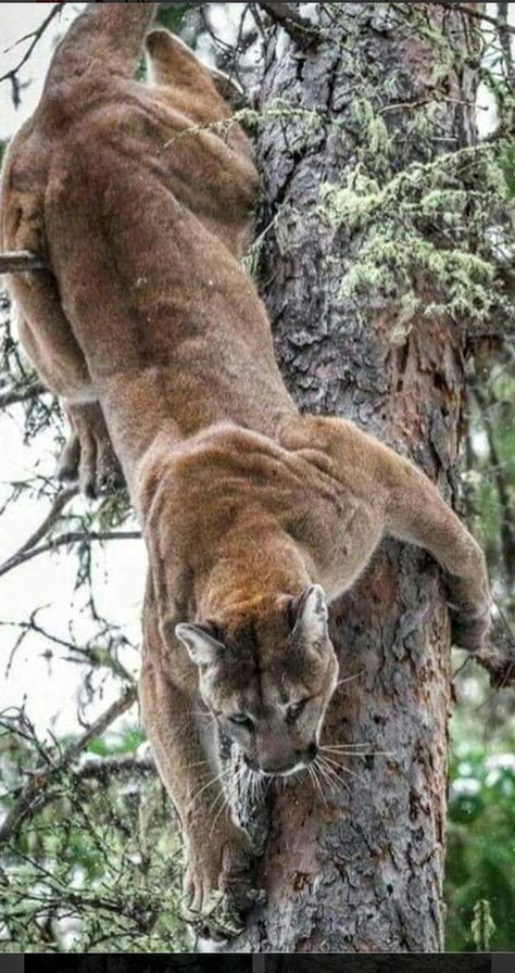 Animal Photography Wildlife, Regnul Animal, Gato Grande, Exotic Cats, Mountain Lion, Cat Family, Cheetahs, Large Cats, Animal Photo