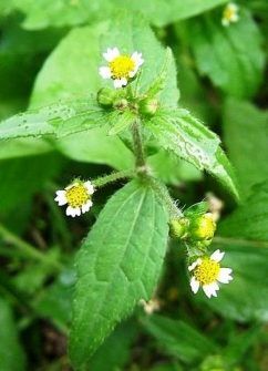 Herbs & Plants. Acalypha indica. A useful source of medicine. - News & views from emerging countries Herbs Benefits, Medicinal Herbs Remedies, Herbs Image, Medicinal Weeds, African Herbs, Ayurvedic Plants, Medicine Herbs, Herbs Plants, Medicinal Herbs Garden