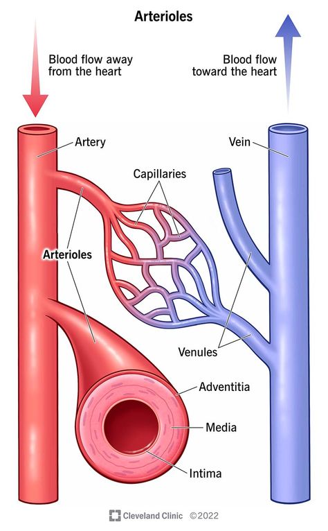 Leg Veins, Arteries And Veins, Baddie Nails, German Language Learning, Medical Anatomy, Medical Design, Preventative Health, Body Systems, Good Health Tips