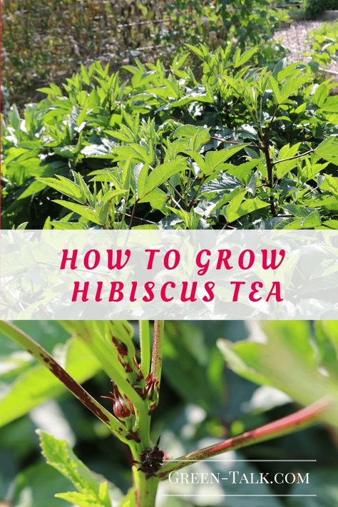 How to Grow Hibiscus Tea                                                                                                                                                                                 More Herb And Flower Garden, Homemade Teas, Hibiscus Flower Tea, Hibiscus Bush, Growing Hibiscus, Hibiscus Tree, Herbal Tea Garden, Hibiscus Garden, Types Of Christmas Trees