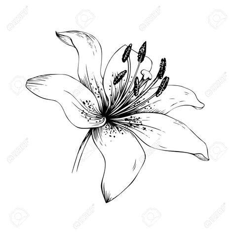 Black And White Stargazer Lily Tattoos Stargazer Tattoo, White Stargazer Lily, Small Lily Tattoo, Stargazer Lily Tattoo, Lily Tattoo Meaning, Tiger Lily Tattoos, Lily Tattoos, Water Lily Tattoos, Lillies Tattoo