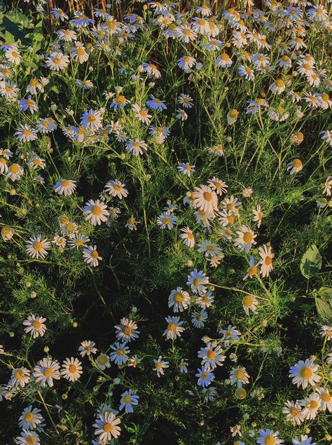 #daisy #flowers #girlhood #aesthetics Daisies Aesthetic, Wildflower Aesthetic, Daisy Field, Daisy Flowers, Art References, Flower Field, Wild Flowers, Art Reference, Daisy