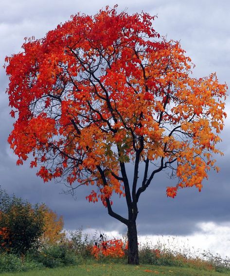 Pennsylvania Aesthetic, Harrisburg Pennsylvania, Susquehanna River, Lancaster Pennsylvania, River Valley, Autumn Aesthetic, Close To Home, Open Space, Lancaster