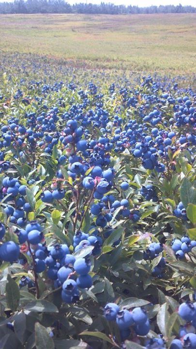 Blueberries! medomakcamp.com #maine #blueberries #medomakcamp Maine Blueberries, Grow Blueberries, Growing Blueberries, Blueberry Farm, Teacup Crafts, Blue Berries, Summer Mantle, Maine Travel, Beautiful Fruits