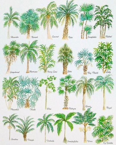 Palm Dreams... Palm Tree Drawing, Palm Trees Landscaping, Florida Landscaping, Tree Watercolor, Palm Trees Painting, Desain Lanskap, Tropical Tree, Beach Watercolor, Tree Illustration