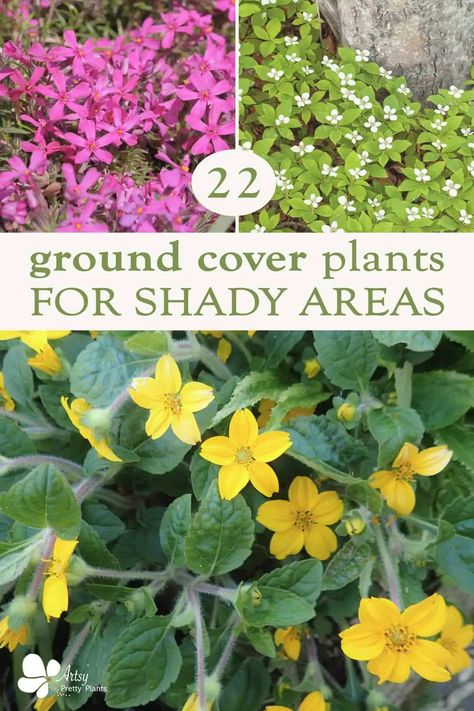 Are you looking for some beautiful and unique ground cover plants to add life and texture to those shady parts of your yard? Look no further - we have compiled a list of 22 amazing ground cover plants that can thrive in the shade and bring a splash of color to your yard. Read on to find out which plants are best suited for your space. Ground Covers For Shade, Creeping Flowers Ground Covering, Shady Ground Cover, Plants That Thrive In Shade, Shade Ground Cover Perennial, Best Plants For Shaded Areas, Flowers For Shaded Areas, Phlox Ground Cover, Ground Cover For Shade