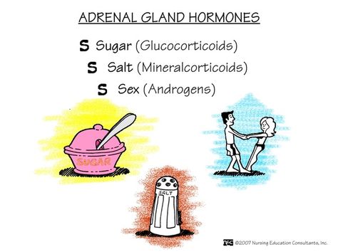 Adrenal Gland Hormones, Adrenal Fatigue Diet, Nursing School Studying Cheat Sheets, Nursing Study Tips, Adrenal Gland, Nursing School Motivation, Nursing Mnemonics, Pa School, Pharmacy School