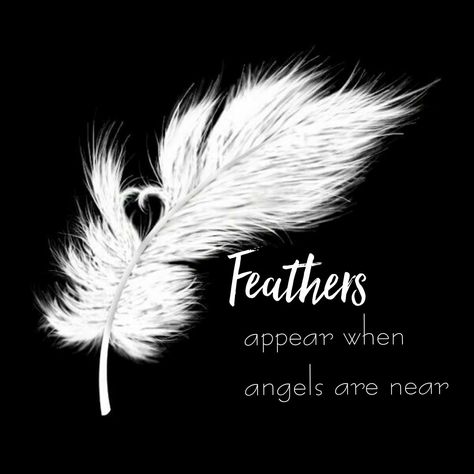 Feathers appear when angels are near. #feathers #feather #appear #appearance #near #close #closeup #closeby #nearby #angels #angel #hope #hopes #faith #love #life #live #livelife #lovelife November Quotes Thankful, November Quotes, Quotes Thankful, Angel Quotes, Angel Feathers, I Believe In Angels, Fina Ord, Archangel Gabriel, Angels Among Us