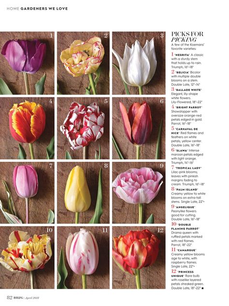 Better Homes and Gardens Article April 2018 – Wicked Tulips Flower Farm Dahlia Flower Garden, Types Of Tulips, Tulips Art, Growing Greens, Different Types Of Flowers, Tulips Garden, Flower Guide, Tulip Fields, Flower Names