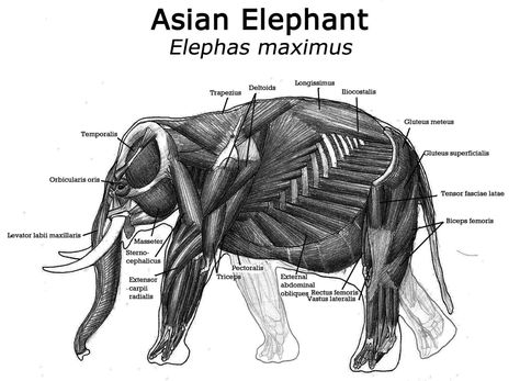 Elephant Anatomy, Anatomy Sculpture, Elephant Face, Muscle Anatomy, Animal Anatomy, Outdoors Tattoo, Animal Study, Asian Elephant, Veterinary Hospital